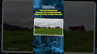 Padang Mangateh, Padang Savana ala Ranah Minang Mirip Savana di New Zealand