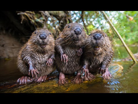Le robot castor espion se lie d'amitié avec la famille castor et un petit rat musqué !
