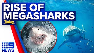 Researchers baffled by sightings of 20ft megasharks | 9 News Australia