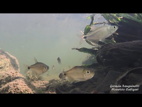 Arroyo Catalán, en Artigas, por Germán Sanguinetti.