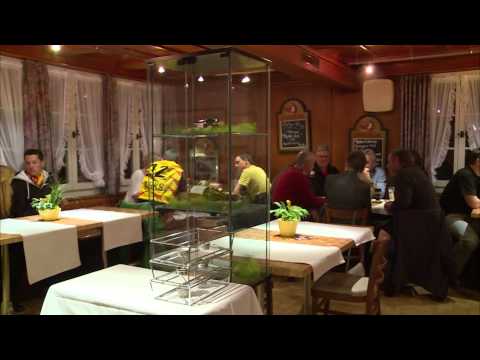 Interview TeleBärn zum Aufstieg des SCL