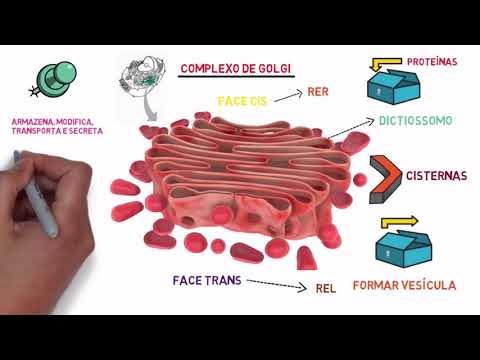 Sistema de Endomembranas (digestão e secreção)