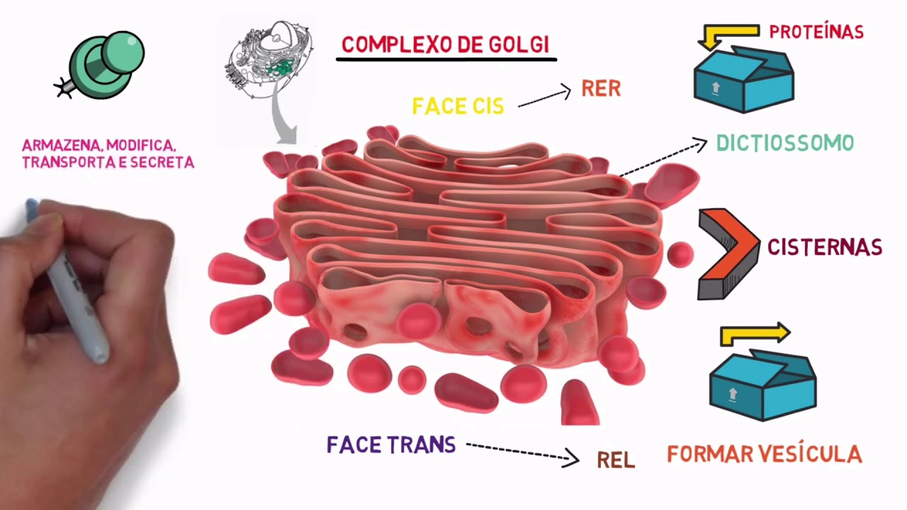 Sistema de Endomembranas (digestão e secreção)
