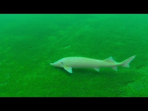 Tauchen Grüblsee, Grüblsee,Österreich