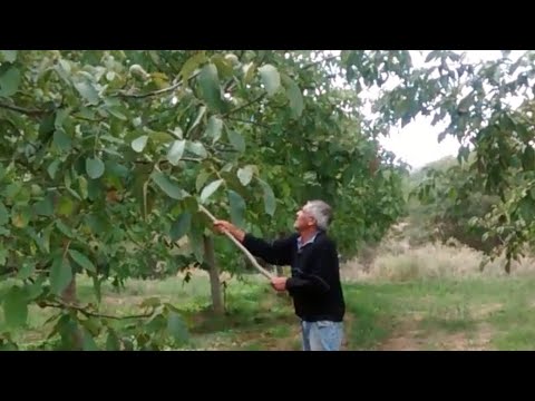 🌳🌳🌳🌰Nogales en Famatina.  provincia  La Rioja🌰