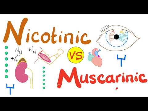 Nicotinic vs. Muscarinic Receptors - Acetyl Choline (A.Ch) - Pharmacology