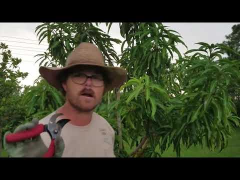 How To Prune My Medium Size Mango Tree