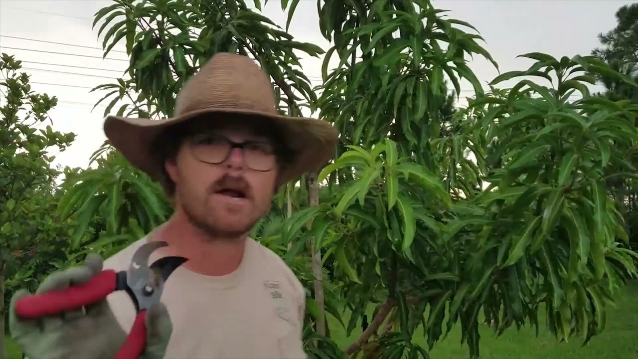 How To Prune My Medium Size Mango Tree