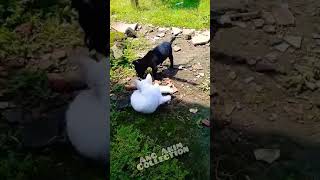 Download lagu GEMEZZ... Mpuz & Mpie abis mandi pagi mp3