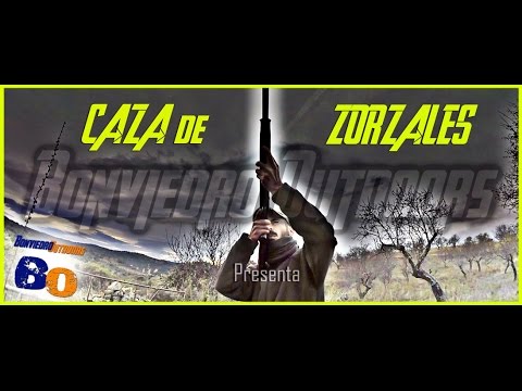 CAZA DE ZORZALES en PUESTO FIJO | THRUSH HUNTING | CHASSE GRIVES | CACCIA TORDI