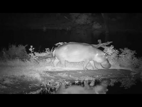 Djuma: Hippo(Splotch) comes out of dam to mark and sniff around - 00:05 - 01/12/2020