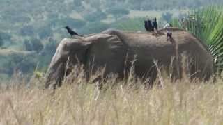 preview picture of video 'Murchison Falls National Park, Uganda'