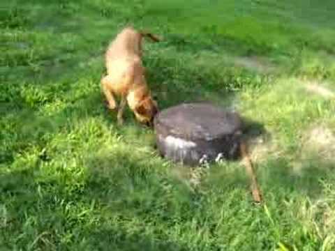 uzi faro canilcaraibas@hotmail.com