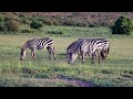 Africa Travel Part 2 Safari