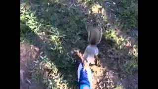 Download lagu Jerome Jarre your squirrel friends like my Nikes too much vine by Alx James funny vine YouTube   You mp3
