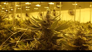gLeaf Medical to begin selling legal pre-rolls and flowers at their Short Pump locations