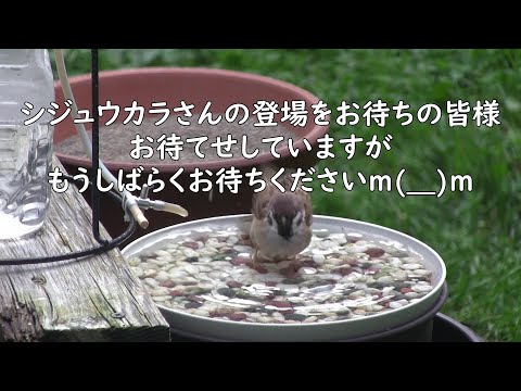 DIY巣箱 シジュウカラをバルコニーに誘引する方法 好きな食べ物 冬の種