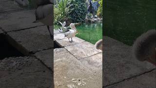 Download lagu bedugin pelikan selesai mandi wkwk mp3 Download lagu bedugin pelikan selesai mandi wkwk mp3