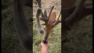 WHAT?! A doe with antlers?! I call her Sweetpea. Yes it’s a doe and she’s my friend. #sharkwater