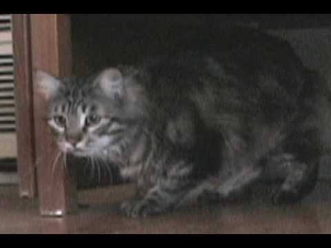 Buddy Baba Hockey Superstar