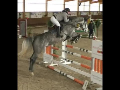 2014 Holsteiner gelding by COLMAN 16.3 hh www.sporthorses-online.com