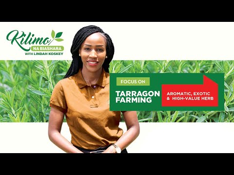 , title : 'Focus on Tarragon Farming | Kilimo na Biashara'
