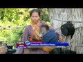 BKSDA Kalimantan Tengah Sita Orangutan Dari Pasangan Suami Istri NET24