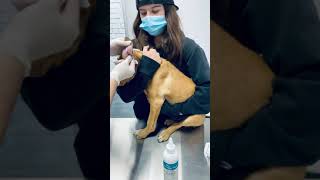 Ear Cleanings at The Melrose Vet! Book your pet's today!