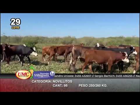 Lote 95 Novillitos en Pdcia. Roca, Chaco