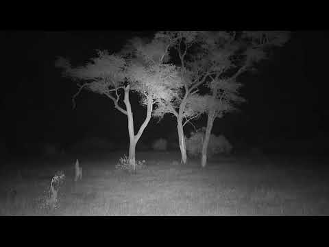 Djuma: Leopard-Hosana male back laying beside the pan while lions roar away - 04:56 - 06/10/19