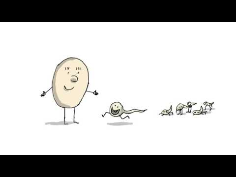 Comment on fait les bébés ? - 1 jour, 1 question