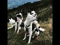 Three YAKUTIAN LAIKA One ALASKAN HUSKY