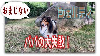 【シェルティ】パパの大失敗【フランス田舎暮らし🇫🇷】#犬の散歩 #賢い犬 #犬のいる暮らし #マイペースな犬