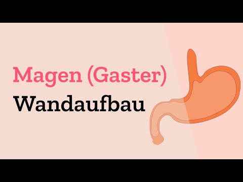 Wandaufbau des Magens - Histologie und Schichtaufbau des Verdauungskanals einfach erklärt