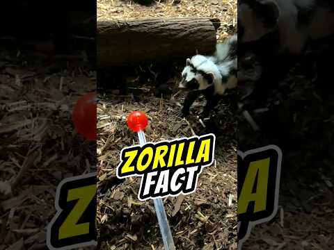 ZORILLA 🦨 The Africa's Skunk 🌍 #zorilla #skunk #polecat #shorts #animals #animalfacts