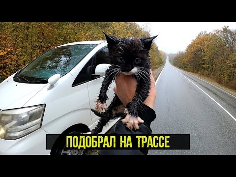 Подобрал котенка на трассе. Спасение котенка. Котенок один в лесу у трассы.