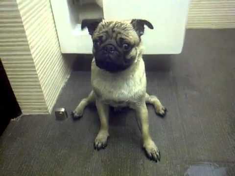 Mango baby after bath...