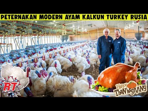 , title : 'PROSES PETERNAKAN MODERN AYAM KALKUN TURKEY RUSIA | BAGAIMANA CARA BERTERNAK KALKUN MODERN'