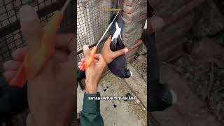 Download lagu Memotong Ekor Burung Merpati #merpati  #kicaumania #bird #burung #terbang mp3