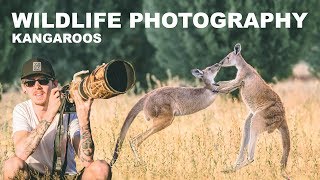 KANGAROOS - WILDLIFE PHOTOGRAPHY | BEHIND THE SCENES