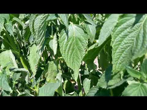 Вирощуємо ЧІА. Стан рослин на 9.07.2025