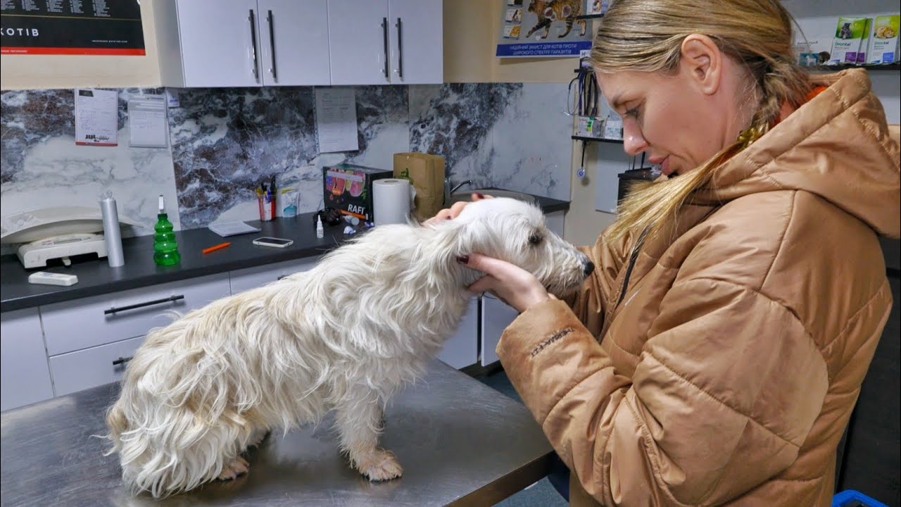 Heartbroken Scared Rescued Dog Chooses Woman As His New Mom