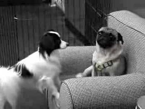 Raki kicking leia off the chair;;;Part 2