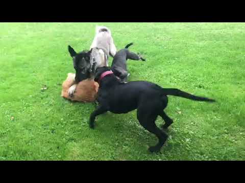 Golden Retriever attacks Kangal