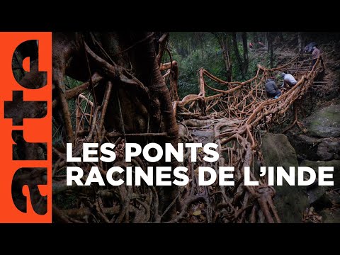 Inde : les ponts vivants du Meghalaya (2019) | ARTE Reportage
