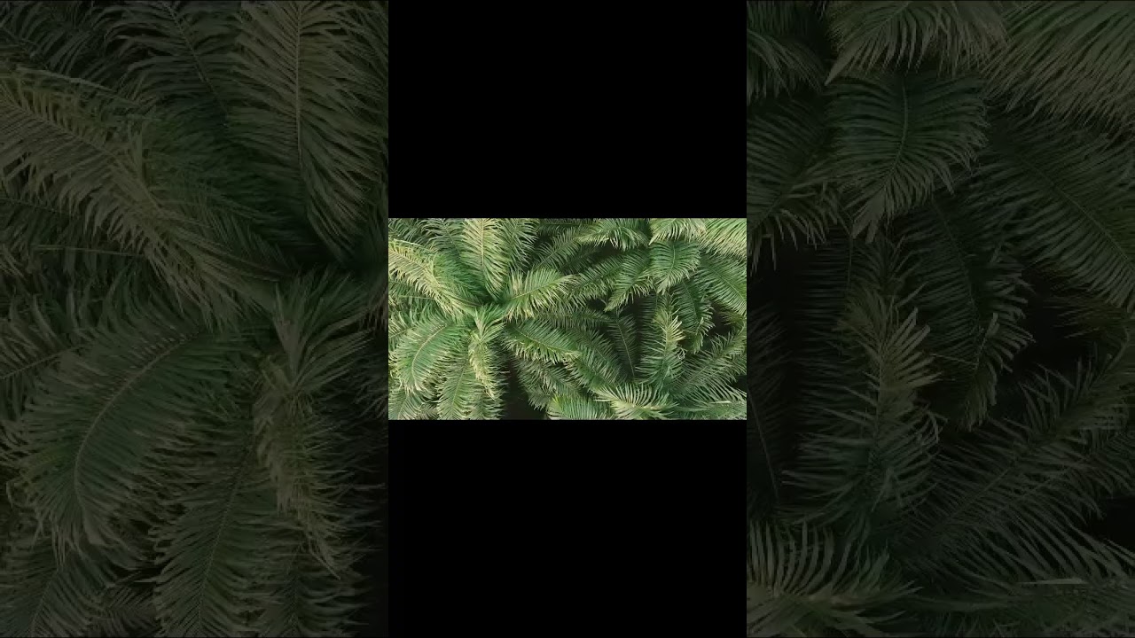 Step inside a palm plantation