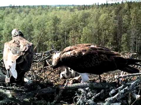 Salmon for the osprey chicks, June 2012