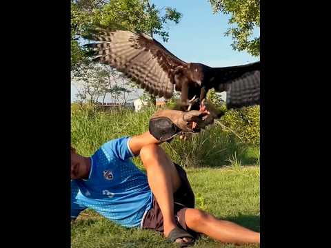 💥 The incident of the eagle 🥵 The terrifying moment at the end 🔥 Eagle Rebirth #shortsfeed #tamil...