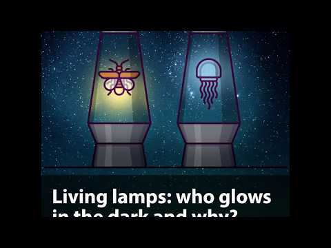 Living lamps who glows in the dark and why?