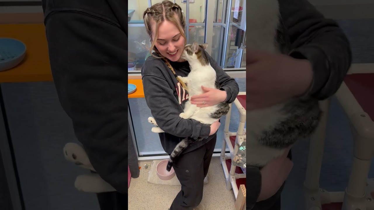 Enlarge Finley - super social, playful little guy!, an adopted Domestic Short Hair in Oshkosh, WI video 6/6